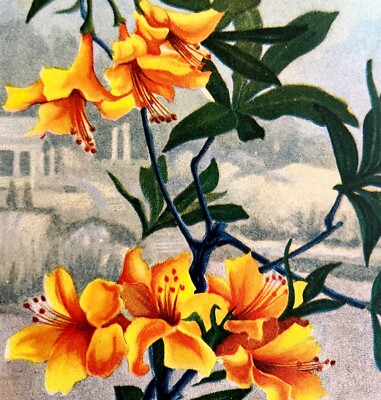 Azalea Lithograph 1920 Flower Print Myron Van Brunt Floral Garden Art DWDD16