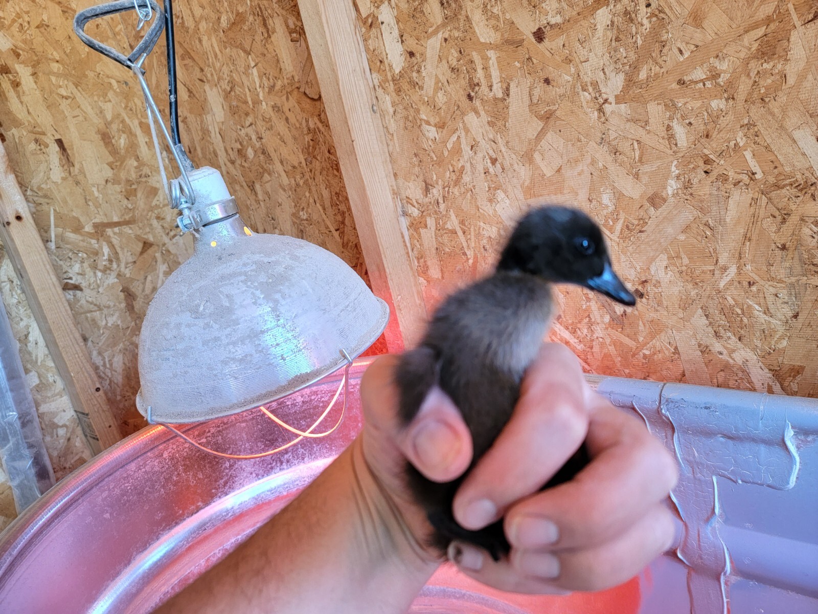 pre-sale-spring-24-6-pure-black-blue-and-fawn-indian-runner-duck