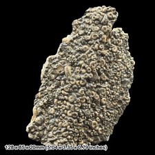 Fossil Ammonite Bed Lower Lias Jurassic Coast Dorset UK Black Ven: Charmouth