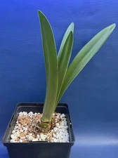 Hippeastrum 'Red Lion' Amaryllis shown in a 5 inch pot, red flowers, #R1420