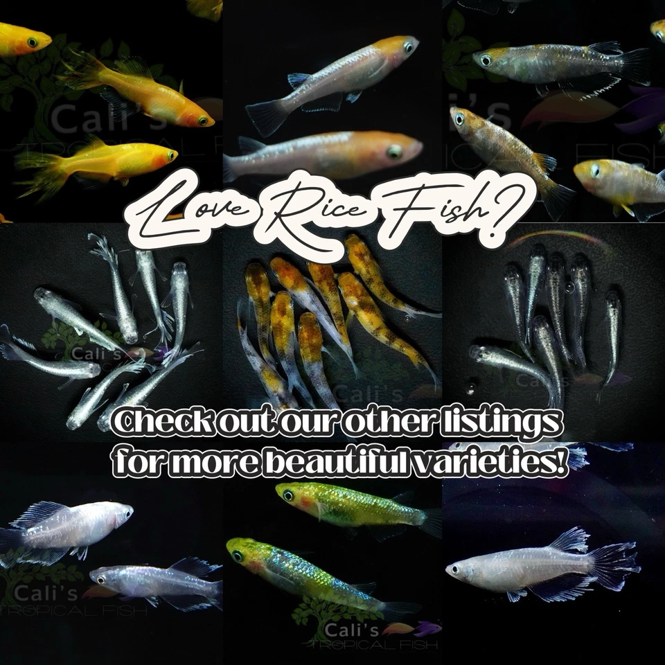 Beniazami  3+1 (FREE) - live medaka japanese rice fish - Image 4 of 4