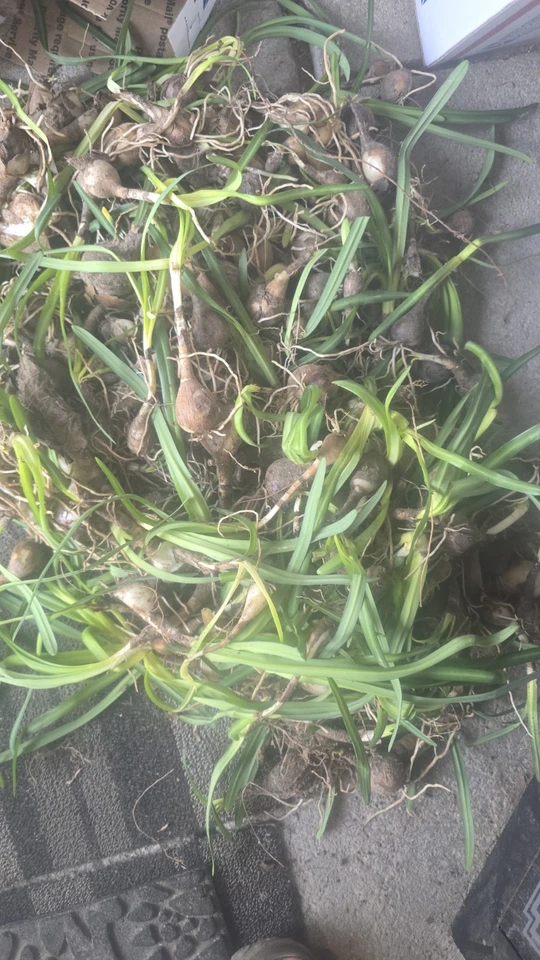 Mega Lot Red Spider Lillys Bulbs 750 US Grown Dug Fresh - Image 3 of 4