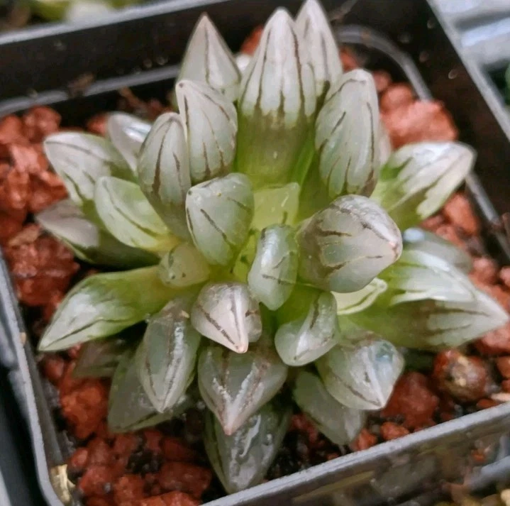 Haworthia Bullet Crest Rare succulent plant - Image 2 of 4
