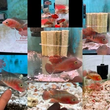 Premium Flowerhorn - 1 Boy Super Red Monkey 3 inches A+++ Fast USA SHIPPING