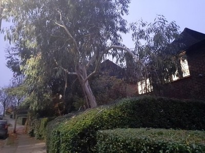 Foto A2 Eukalyptusbaum auf Brim Hill, Hampstead Garten Vorort Finchley um 2021