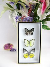 bellissime farfalle ripiene reali 3D vetrina murale entomologia tassidermia n 45