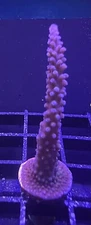 Live Coral Acro Purple Passion 1"+