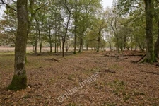 Photo 6x4 Warwickslade Cutting: filled in Bank/SU2807 After topsoil and  c2009