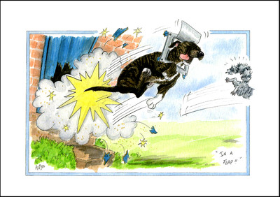 cat flap blanking plate