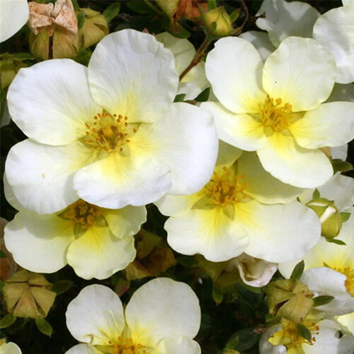 1 X POTENTILLA 'LIMELIGHT' DECIDUOUS SHRUB HARDY GARDEN PLANT IN POT - Picture 2 of 4