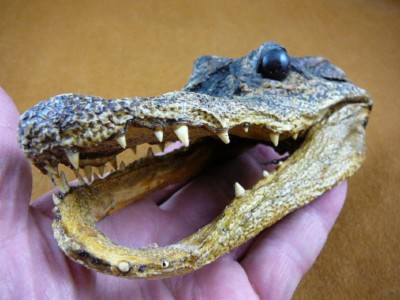Gator Def (G-Def-165) 5-1/8