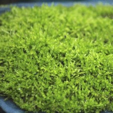 SALE NEW feather carpet live SOFT moss sheet- Bonsai, Terrarium, spider, reptile