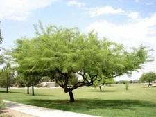 1-1000 PCS Chilean Mesquite Shade Tree Seeds Algarrobo Prosopis chilensis 0133