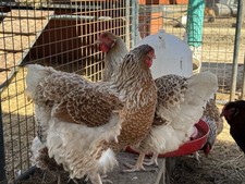 Laced Red Wyandotte Hatching Eggs 8 Pack