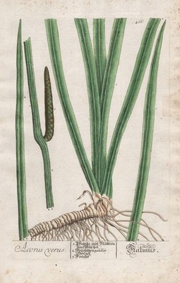 Acorus Kalmus calamus Botanik botany Blackwell Kräuterbuch engraving Kupferstich