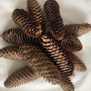 Download Canadian Natural Real Pinecones 24 Pcs Bulk 5 7 1 2 Assorted Christmas Crafts Ebay Yellowimages Mockups