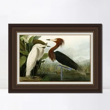 Framed Canvas Giclee Print Art Purple Heron by John James Audubon Home Decor