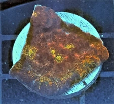 [WYSIWYG] OG Taste The Rainbow Chalice Frag Red Side #2 Easy LPS Live Coral