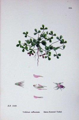 Original Old Antique Print Botany Plants C1902 Dense Flowered Trefoil Trifolium