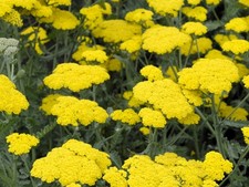 Live Moonshine ACHILLEA Plant  YARROW - Pint Pot - Perennial