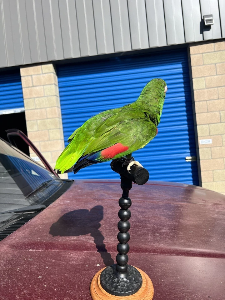 Montaje Taxidermia Loro Amazónico Coronado Amarillo Foto 3 de 4