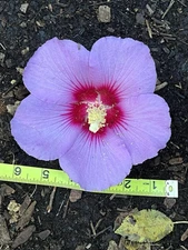 Hibiscus paramutabilis Giant Rose of Sharon Hybrid Seeds (10) 6" Flowers