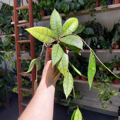 Hoya Callistophylla Black Cat Rare Plant