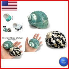 NISVACON Natural Hermit Crab Shells 2Pcs Large 3.15-4.33in