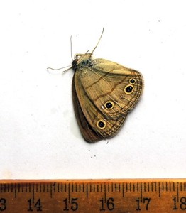 Megisto cymela, male, Maryland; Nymphalidae
