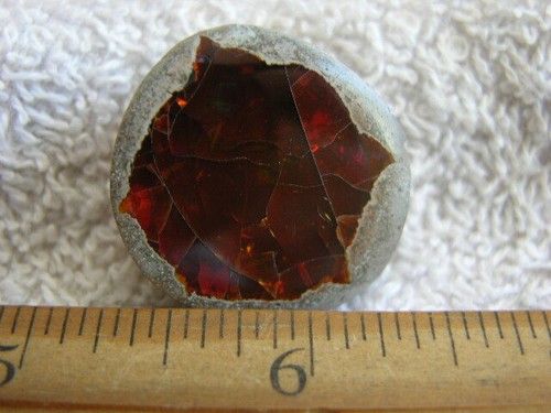 Opal Ethiopian chocolate polished in matrix nut w/multicolor precious fire CF13 - 第 1/5 張圖片