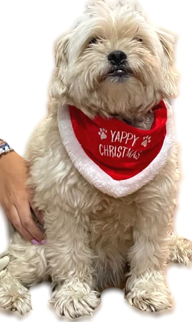 FELIZ NAVIDAD MASCOTA BANDANA Collar de Perro Divertido Rojo Papá Noel Babero Feliz Broma Disfraz Foto 2 de 4