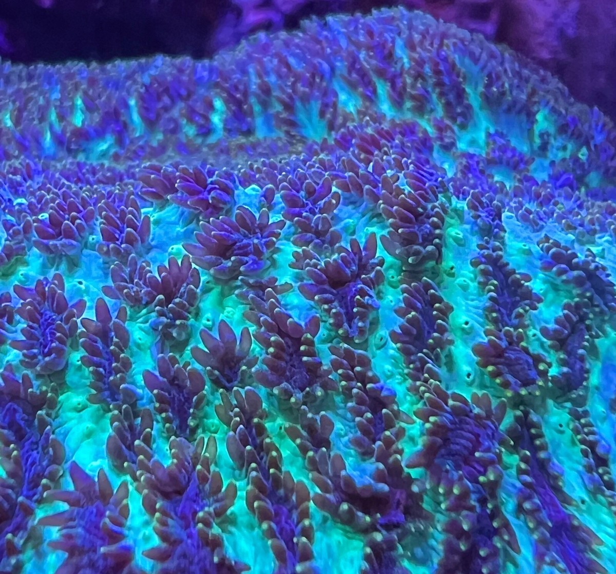 live coral Nean Green Encrusting Horn FRAG 