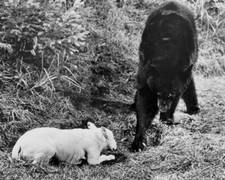 The Incredible Journey Bodger the Bull Terrier faces off Mama Bear 8x10 Photo
