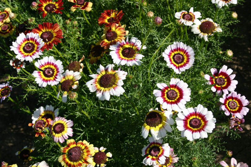 250 Painted Daisy Mix Flower Seeds Chrysanthemum carinatum