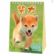 2025 Shiba Inu Dog Desktop Calendar New Very Cute
