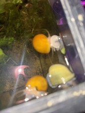 Gold Mystery Snail Live Snail Tank Raised