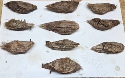 10X Empty Cecropia Moth Cocoons Hyalophora Cecropia for Artwork 