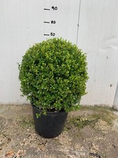 PIANTA DI BUXUS BOSSO A PALLA FOTO REALI 
