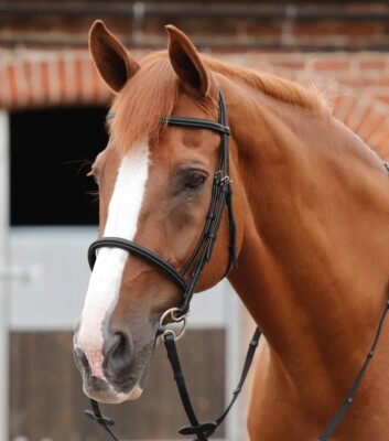 Premier Equine Mossimo Cavesson Trense Trense - FULL Brown