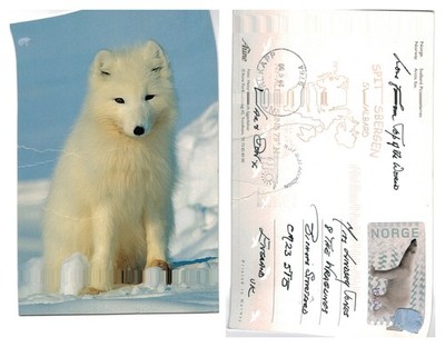 Alte Postkarte - Polarfuchs, Spitzbergen, Norwegen, 1967 POSTED
