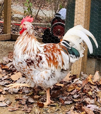 #ad 1 DOZEN PUREBRED ALOHA CHICKEN HATCHING EGGS 1 Dozen Fertile Eggs $82.00