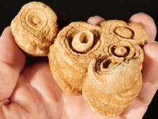 600 Million Year Old STROMATOLITE Fossil 100% Natural Morocco 279gr