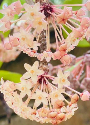 Hoya Polystachya Plant 4'' Pot Random+Phytosanitary Certificate
