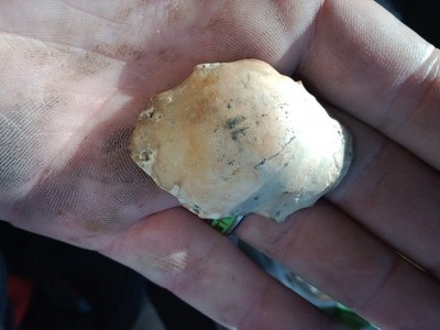 Authentic Native American Missouri Turtleback Scraper Arrowhead R16
