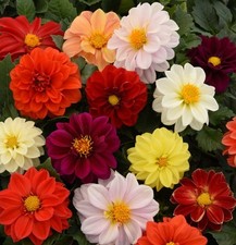 Dahlia mini plug plants mixed dwarf flowers garden pot bed patio, pack of 10