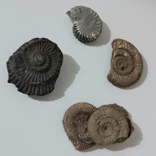 Ammoniten Konvolut Verschiedene Arten 4Stück