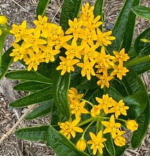 Paquete de semillas premium Hello Yellow Butterfly Weed Milkweed Asclepias tuberosa