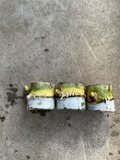 3 pcs Rooted Sugarcane Cutting Live Plant Ready To Grow