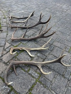 Hirschgeweih Abwurfstangen