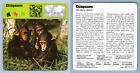 Chimpanzee - Mammals - 1970's Rencontre Safari Wildlife Card